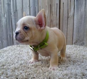 FrenchBulldogpuppiesforadoption